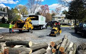 Leaf Removal in Applewood, CO